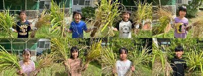 田植えの様子